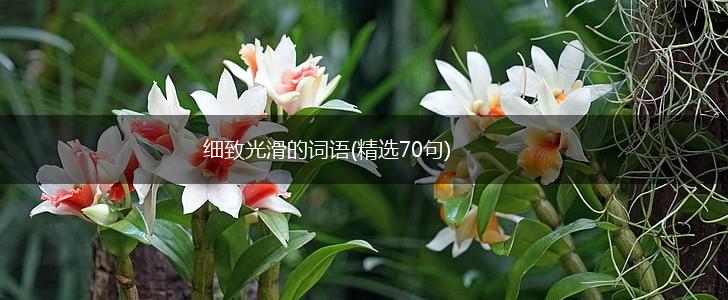 细致光滑的词语(精选70句),第1张