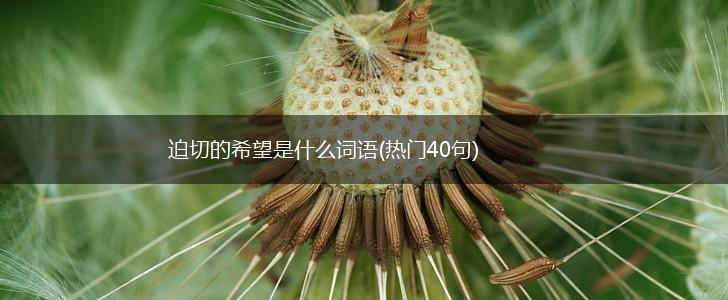 迫切的希望是什么词语(热门40句),第1张