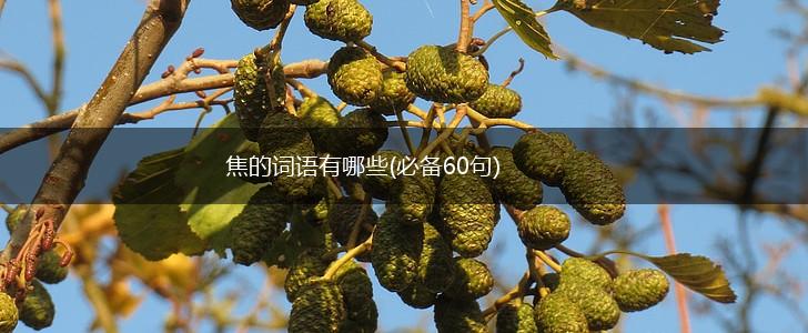 焦的词语有哪些(必备60句),第1张