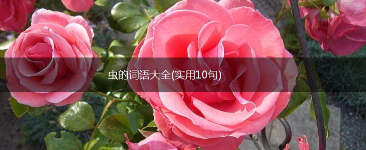 虫的词语大全(实用10句),第1张