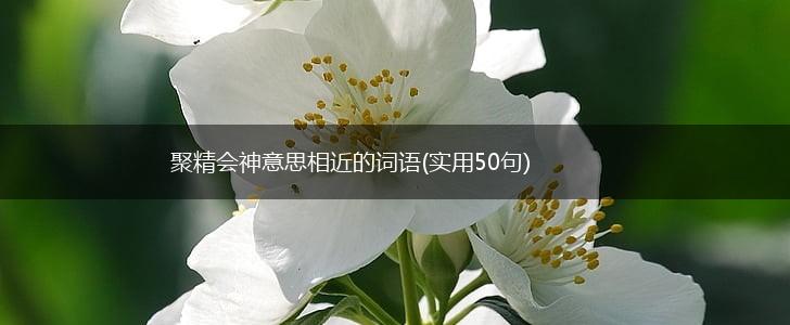 聚精会神意思相近的词语(实用50句),第1张