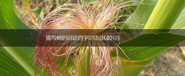 描写树的词语四字词语(共80句),第1张