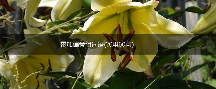 贯加偏旁组词语(实用60句),第1张