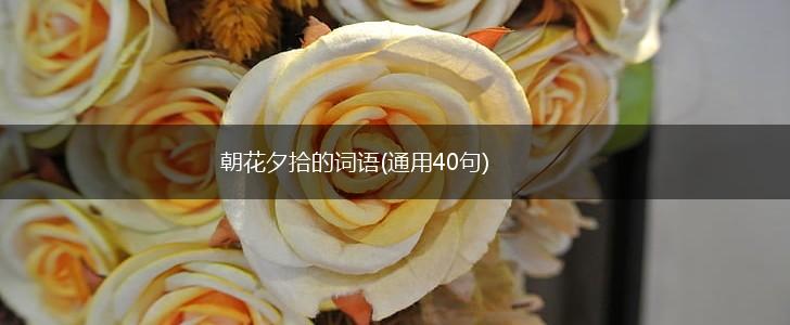 朝花夕拾的词语(通用40句),第1张