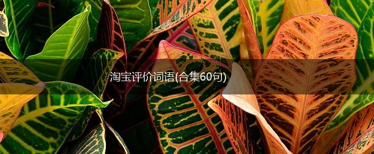 淘宝评价词语(合集60句),第1张