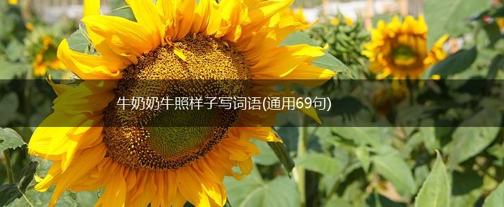 牛奶奶牛照样子写词语(通用69句),第1张