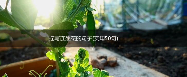 描写连翘花的句子(实用50句),第1张
