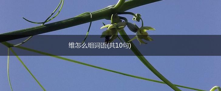 维怎么组词语(共10句),第1张