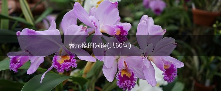 表示像的词语(共60句),第1张