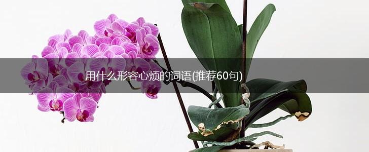 用什么形容心烦的词语(推荐60句),第1张