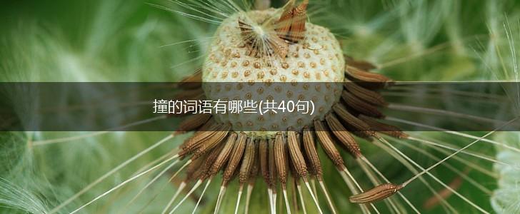 撞的词语有哪些(共40句),第1张