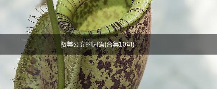 赞美公安的词语(合集10句),第1张
