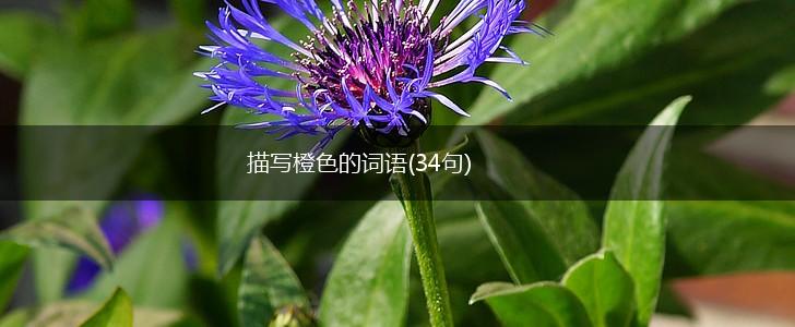 描写橙色的词语(34句),第1张