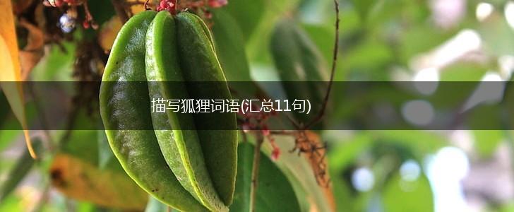 描写狐狸词语(汇总11句),第1张