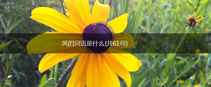 风的词语是什么(共61句),第1张