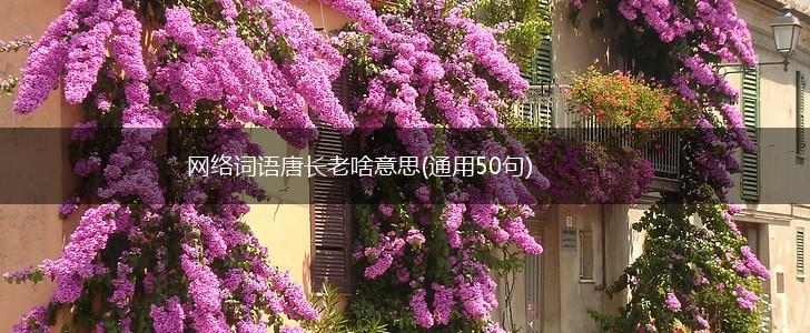 网络词语唐长老啥意思(通用50句),第1张