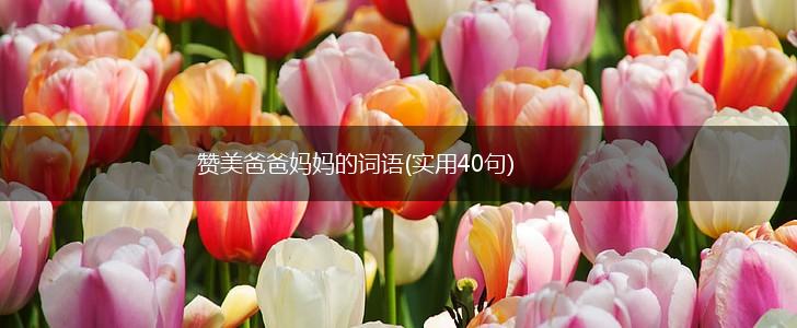 赞美爸爸妈妈的词语(实用40句),第1张