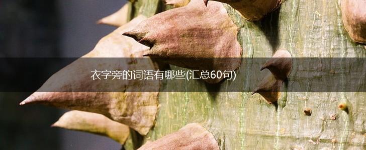 衣字旁的词语有哪些(汇总60句),第1张
