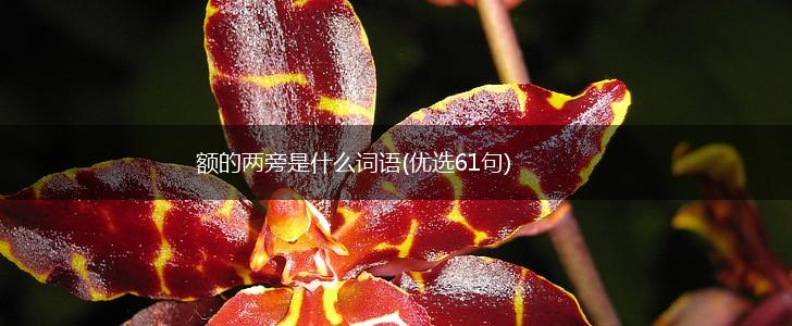 额的两旁是什么词语(优选61句),第1张