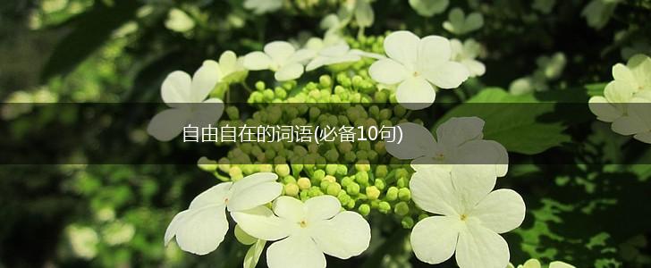 自由自在的词语(必备10句),第1张