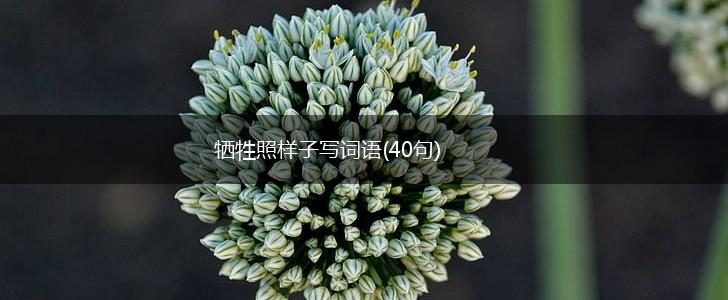 牺牲照样子写词语(40句),第1张