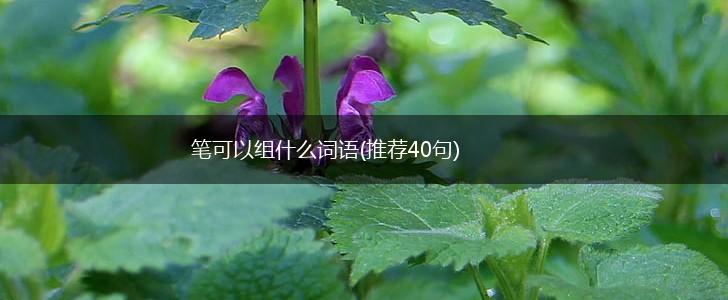 笔可以组什么词语(推荐40句),第1张
