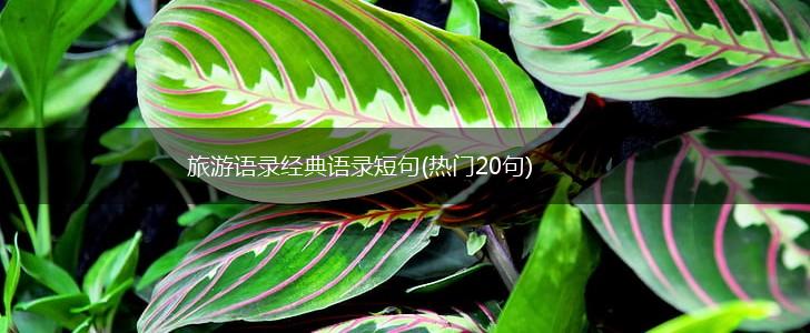 旅游语录经典语录短句(热门20句),第1张