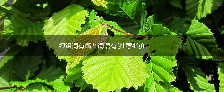 织组词有哪些词语有(推荐4句),第1张