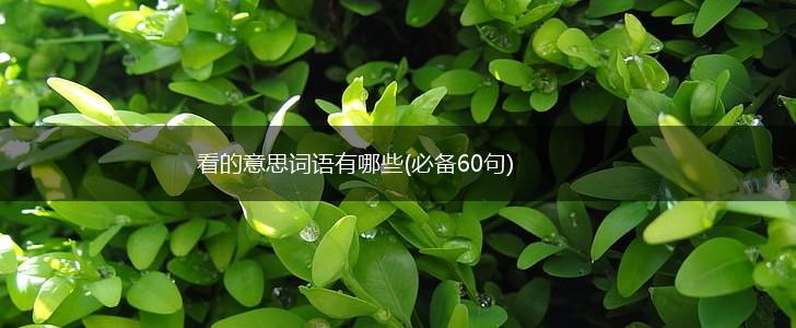 看的意思词语有哪些(必备60句),第1张