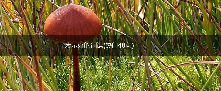 表示好的词语(热门40句),第1张