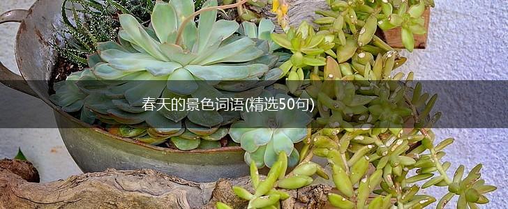 春天的景色词语(精选50句),第1张