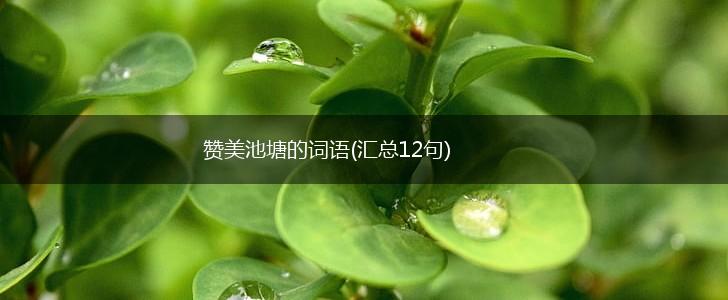 赞美池塘的词语(汇总12句),第1张