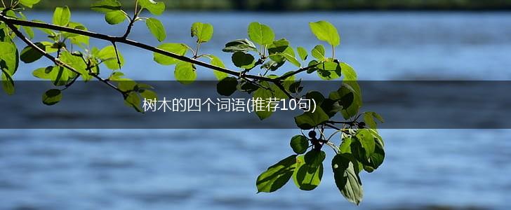 树木的四个词语(推荐10句),第1张