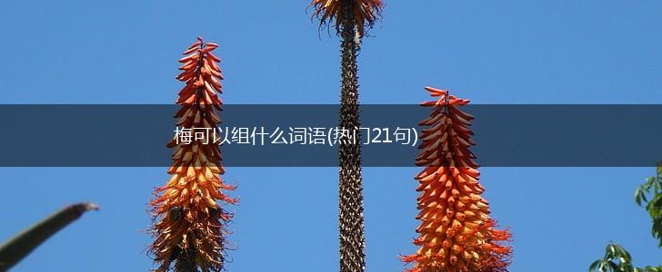 梅可以组什么词语(热门21句),第1张