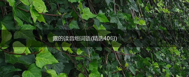 露的读音组词语(精选40句),第1张
