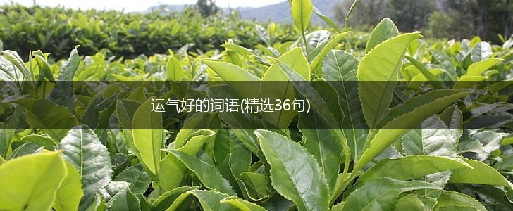 运气好的词语(精选36句),第1张