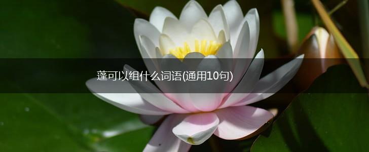 蓬可以组什么词语(通用10句),第1张