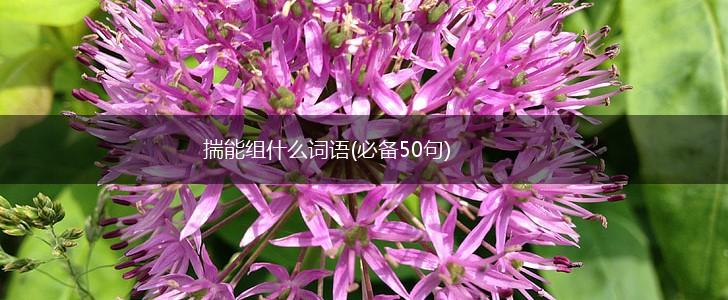 揣能组什么词语(必备50句),第1张