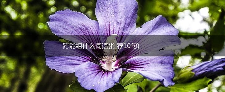 跨能组什么词语(推荐10句),第1张