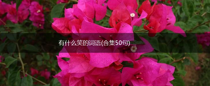 有什么笑的词语(合集50句),第1张