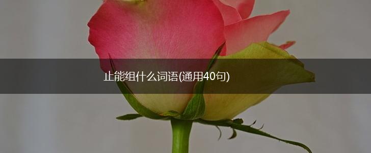 止能组什么词语(通用40句),第1张