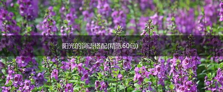 阳光的词语搭配(精选60句),第1张