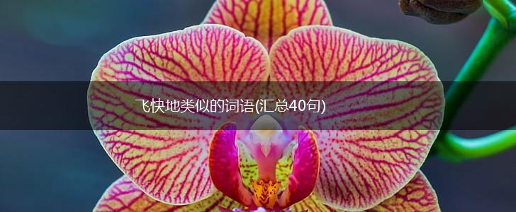 飞快地类似的词语(汇总40句),第1张