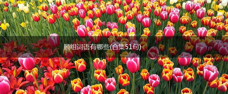 顺组词语有哪些(合集51句),第1张