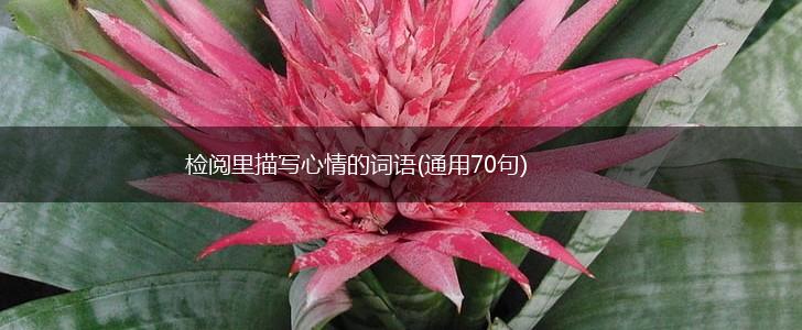 检阅里描写心情的词语(通用70句),第1张