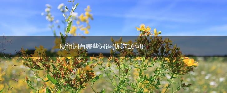 皮组词有哪些词语(优选16句),第1张