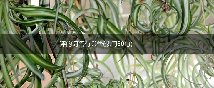 评的词语有哪些(热门50句),第1张