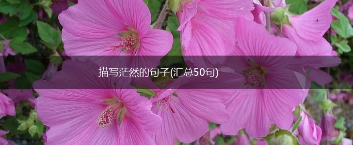 描写茫然的句子(汇总50句),第1张