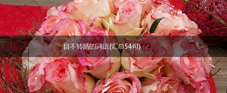 目不转睛的词语(汇总54句),第1张