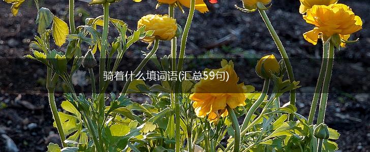 骑着什么填词语(汇总59句),第1张